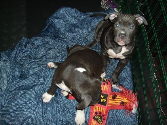 Grote foto american bully xl extreem pups dieren en toebehoren overige honden