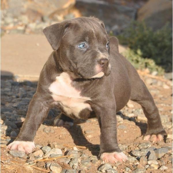 Grote foto american bully xl extreem pups dieren en toebehoren overige honden