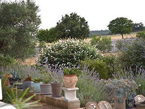 Grote foto logeren bij nederlanders in puglia zd.italie vakantie italie