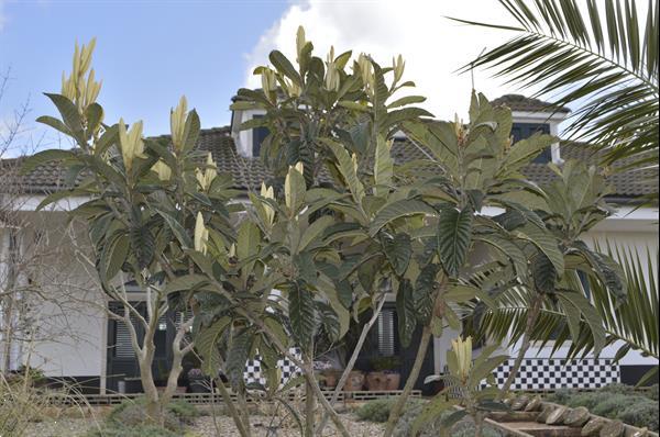 Grote foto villa lavanda logeren bij nederlanders in puglia vakantie italie