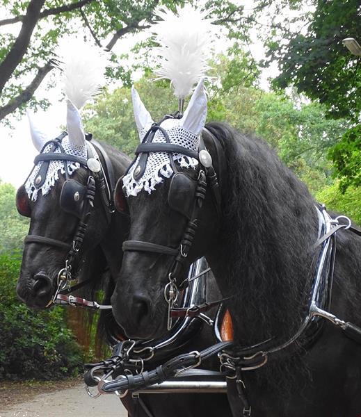 Grote foto trouwkoets huren dieren en toebehoren rijtuigen en koetsen