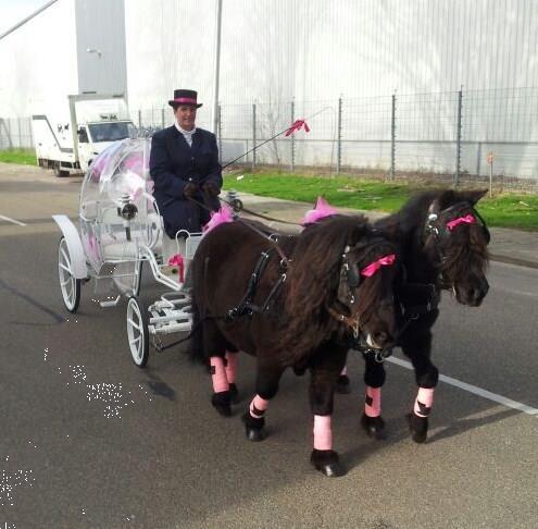 Grote foto trouwkoets huren dieren en toebehoren rijtuigen en koetsen