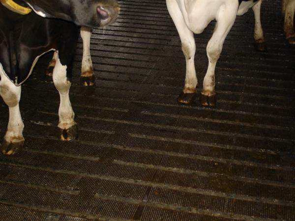 Grote foto gladde roosters en gladde beton dieren en toebehoren vee toebehoren