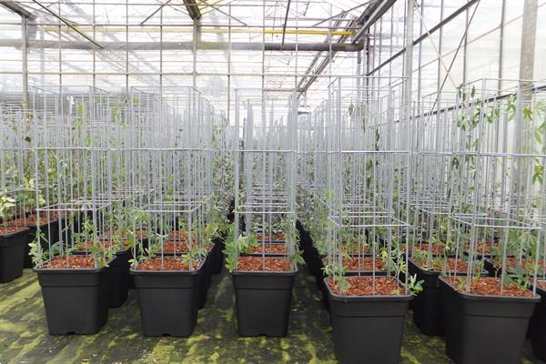 Grote foto webwinkel 2018 plantenrekken draadzuilen klimplant tuin en terras gaas en afrastering