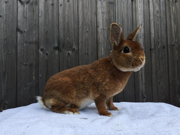 Grote foto rex dwergen dwerg konijnen dieren en toebehoren konijnen