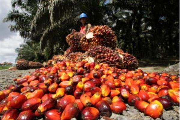 Grote foto palmolie en zonnebloemolie agrarisch akkerbouw