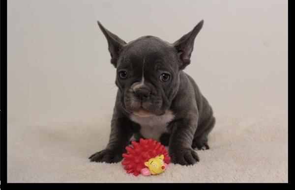 Grote foto super mooie blauwe franse bulldog pups. dieren en toebehoren bulldogs pinschers en molossers