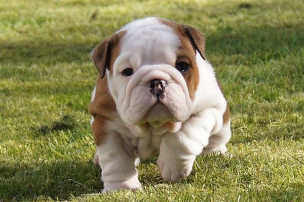 Grote foto leuke engelse bulldog pups dieren en toebehoren bulldogs pinschers en molossers