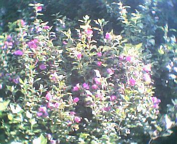 Grote foto hibiscusboompjes voor borders en hagen. tuin en terras bloemen en planten