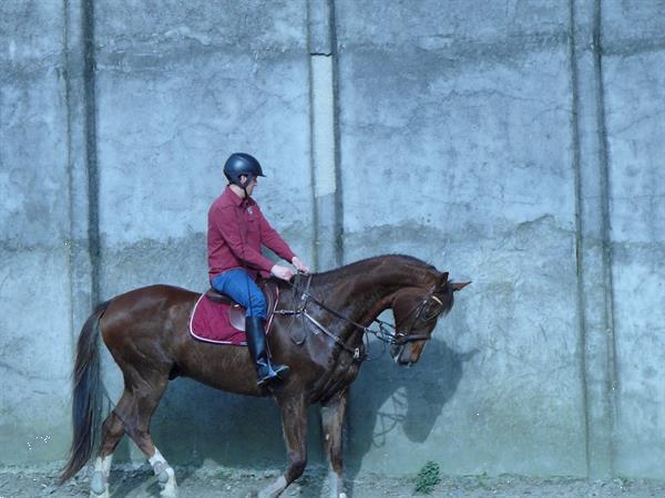 Grote foto te koop paard dieren en toebehoren paarden