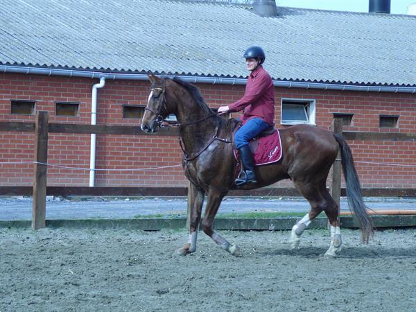 Grote foto te koop paard dieren en toebehoren paarden