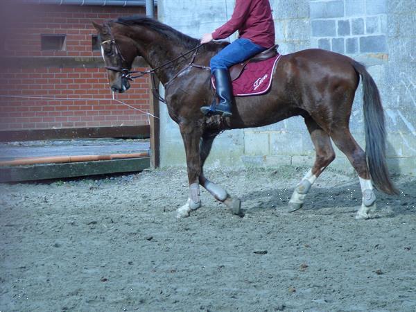 Grote foto te koop paard dieren en toebehoren paarden