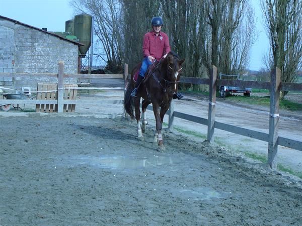 Grote foto te koop paard dieren en toebehoren paarden