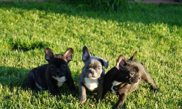 Grote foto franse bulldog pups te koop alle kleuren. dieren en toebehoren bulldogs pinschers en molossers
