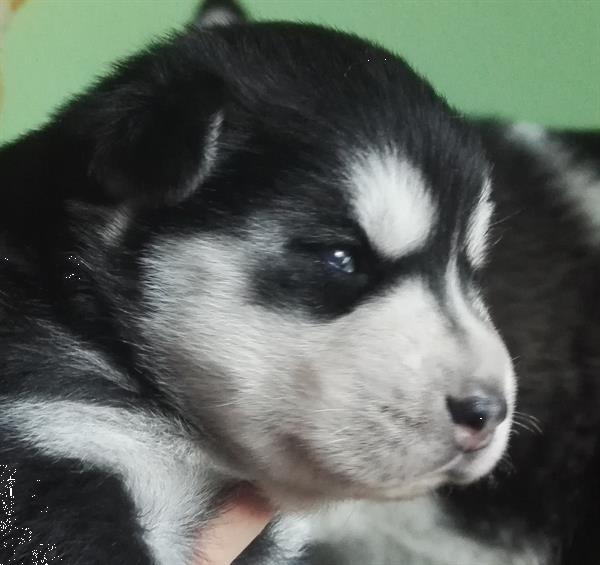 Puppy Siberische Husky Kopen Poolhonden, Keeshonden en Oertypen