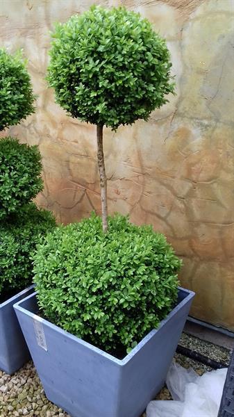 Grote foto buxus vormplant tuin en terras bloemen en planten