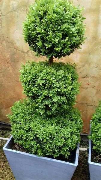 Grote foto buxus vormplant tuin en terras bloemen en planten