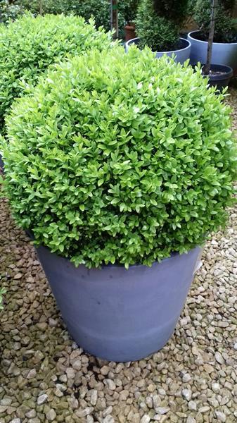 Grote foto buxus vormplant tuin en terras bloemen en planten