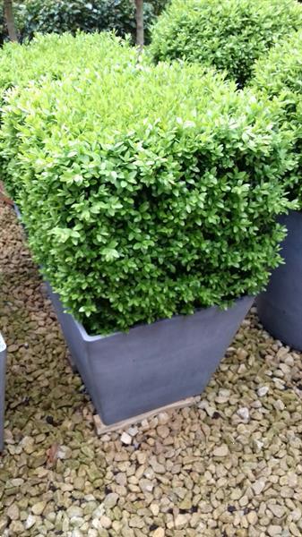 Grote foto buxus vormplant tuin en terras bloemen en planten