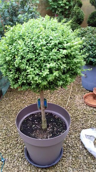 Grote foto buxus vormplant tuin en terras bloemen en planten