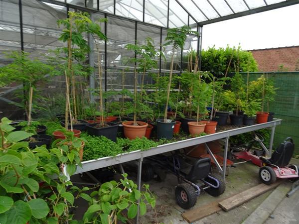 Grote foto kweektafels tuincentra tuin en terras kassen en kweekspullen