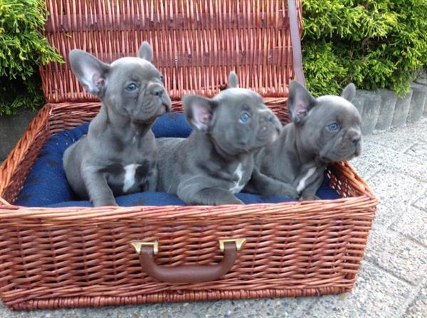Grote foto mooie blauwe franse bulldog pups beschikbaar. dieren en toebehoren bulldogs pinschers en molossers