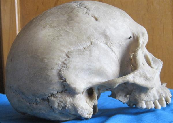 Grote foto antieke menselijke schedel voor medische doeleind. diversen overige