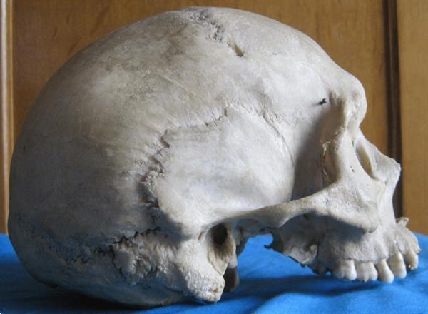 Grote foto antieke menselijke schedel voor medische doeleind. diversen overige