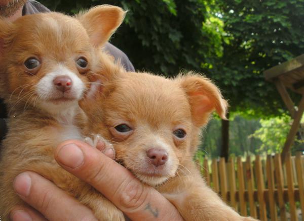 Grote foto prachtige langharige chihuahuapups hobbykweek dieren en toebehoren chihuahua en gezelschapshonden