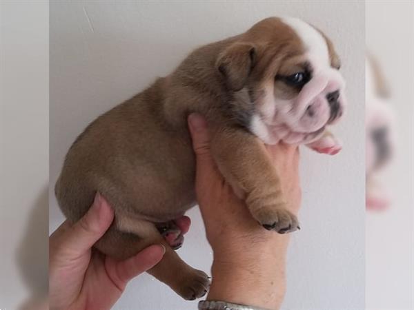 Grote foto 4 mooie engelse bulldog pups beschikbaar dieren en toebehoren bulldogs pinschers en molossers