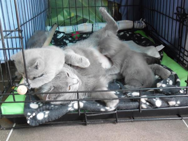 Grote foto chartreux kittens met stamboom dieren en toebehoren raskatten korthaar