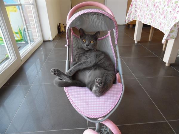 Grote foto chartreux kittens met stamboom dieren en toebehoren raskatten korthaar