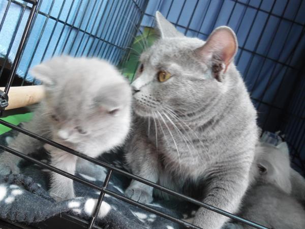 Grote foto chartreux kittens met stamboom dieren en toebehoren raskatten korthaar