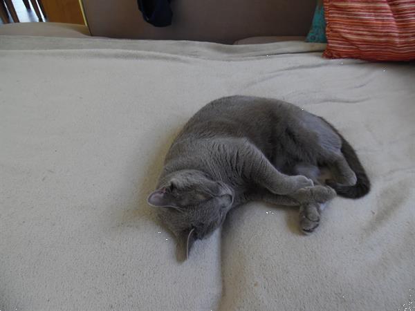 Grote foto chartreux kittens met stamboom dieren en toebehoren raskatten korthaar