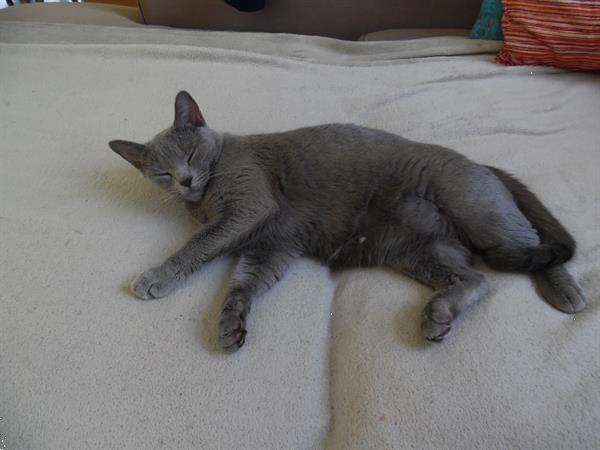 Grote foto chartreux kittens met stamboom dieren en toebehoren raskatten korthaar