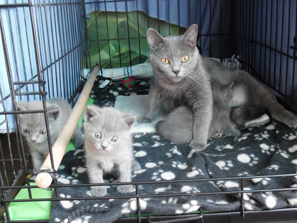 Grote foto chartreux kittens met stamboom dieren en toebehoren raskatten korthaar