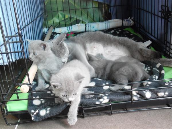 Grote foto chartreux kittens met stamboom dieren en toebehoren raskatten korthaar