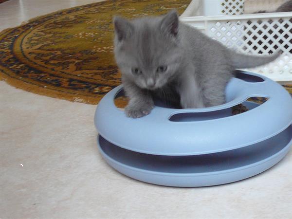 Grote foto chartreux kittens met stamboom dieren en toebehoren raskatten korthaar