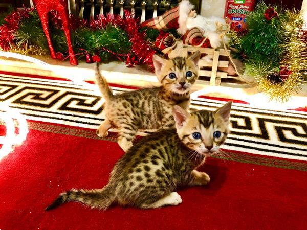 Grote foto mooie bengalen kittens te koop dieren en toebehoren raskatten korthaar