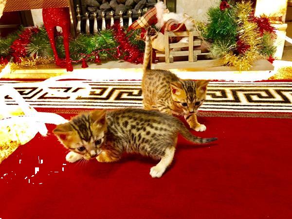 Grote foto mooie bengalen kittens te koop dieren en toebehoren raskatten korthaar