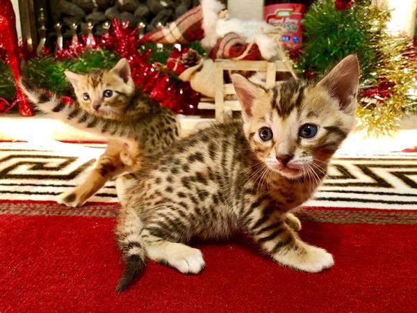 Grote foto mooie bengalen kittens te koop dieren en toebehoren raskatten korthaar