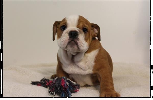 Grote foto prachtige engelse bulldog pups. dieren en toebehoren bulldogs pinschers en molossers