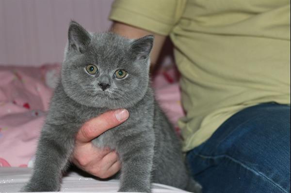 Verzoekschrift eenzaam impliceren Britse Korthaar Kittens te Koop Kopen | Bulldogs, Pinschers en Molossers