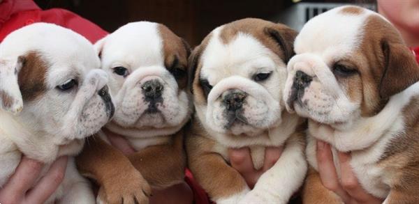Grote foto lieve engelse bulldog pups dieren en toebehoren bulldogs pinschers en molossers