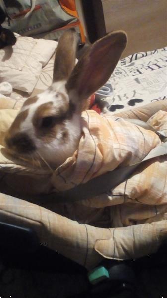 Grote foto gratis konijnen dieren en toebehoren konijnen