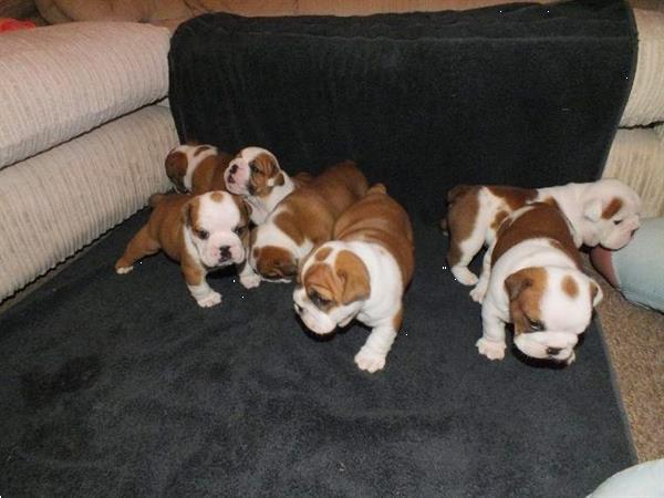 Grote foto engelse bulldog pupjes te koop dieren en toebehoren bulldogs pinschers en molossers