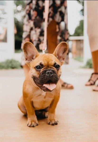 Grote foto franse bulldog stamboom ter dekking dekreu dieren en toebehoren dekreuen