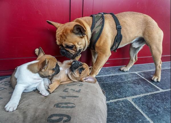 Grote foto franse bulldog stamboom ter dekking dekreu dieren en toebehoren dekreuen