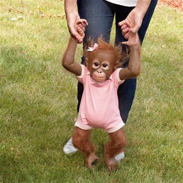 Grote foto reborn aapje annabelle verzamelen poppen