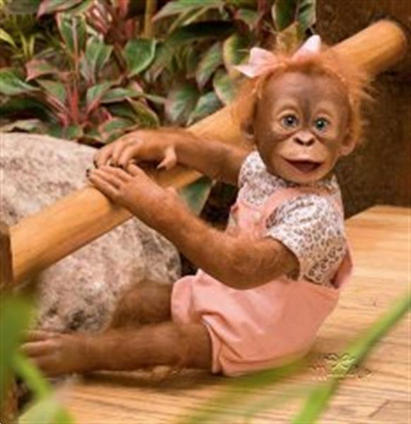 Grote foto reborn aapje momoko verzamelen poppen
